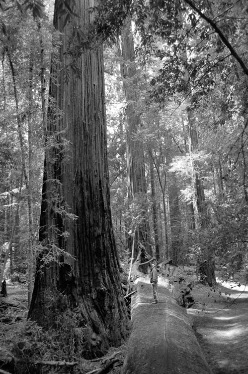 Dedicated to my mom and dad for everything 101 Hikes in Northern California - photo 2