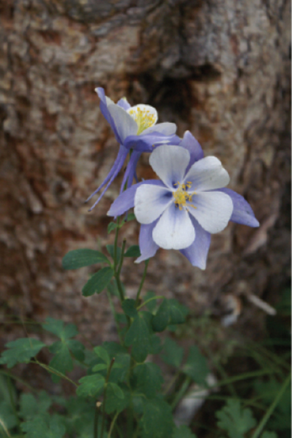 Colorado blue columbine the state flower S Heise Every time I set foot on - photo 6