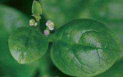 Malabar spinach Poppyseed Fig-leaf gourd - photo 8