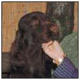 Learn the requirements of a well-bred Field Spaniel by studying a description - photo 5