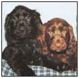 Find out about how to locate a well-bred Field Spaniel puppy Discover which - photo 6