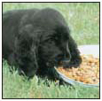 Cover the specifics of taking care of your Field Spaniel every day feeding for - photo 7