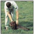 Begin with the basics of training the puppy and adult dog Learn the principles - photo 8