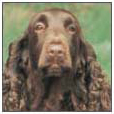 Know when to consider your Field Spaniel a senior and what special needs he - photo 10