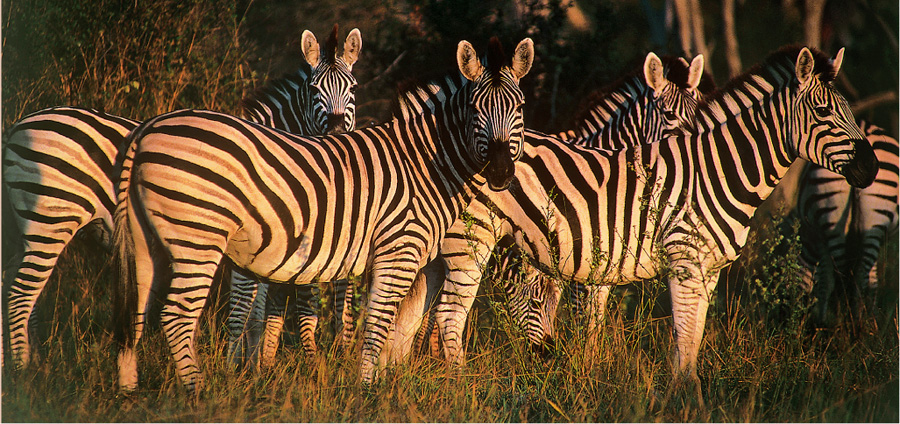 Alert staring zebras with ears erect surveying for predators CONTENTS - photo 2