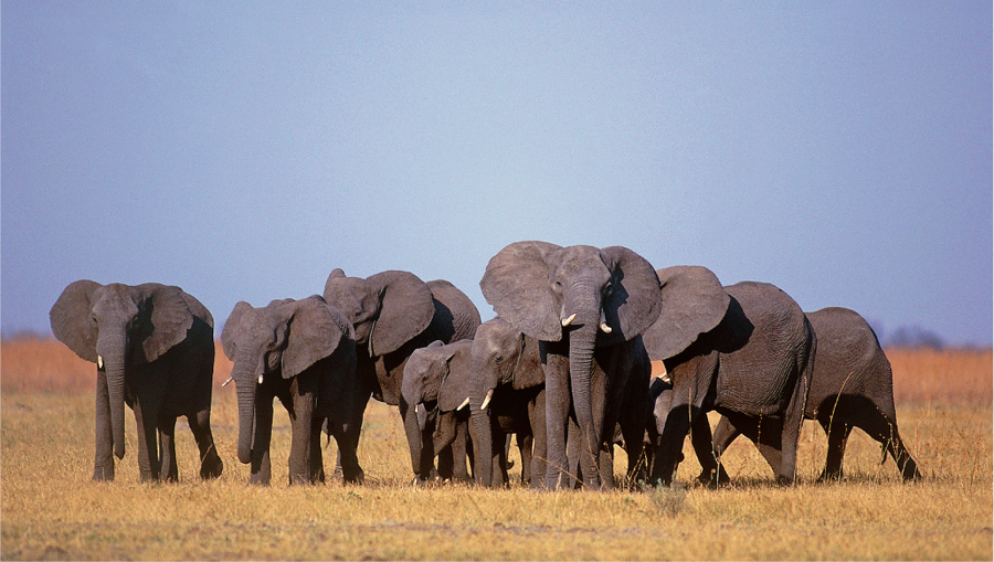 Elephant cows and calves cross the grassy plains of the Savute Marsh which is - photo 4