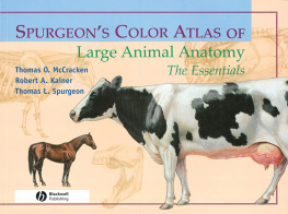 Kainer Robert A. Spurgeons Color Atlas of Large Animal Anatomy: the Essentials