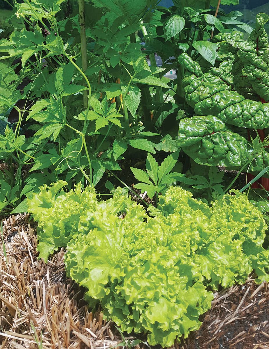 STRAW BALE SOLUTIONS CREATIVE TIPS FOR GROWING VEGETABLES IN BALES AT HOME - photo 2