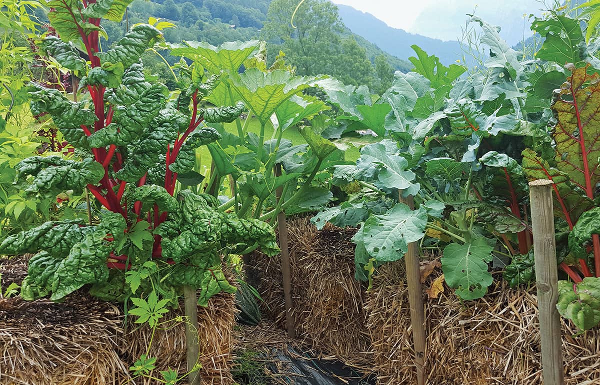 STRAW BALE SOLUTIONS CREATIVE TIPS FOR GROWING VEGETABLES IN BALES AT HOME - photo 3