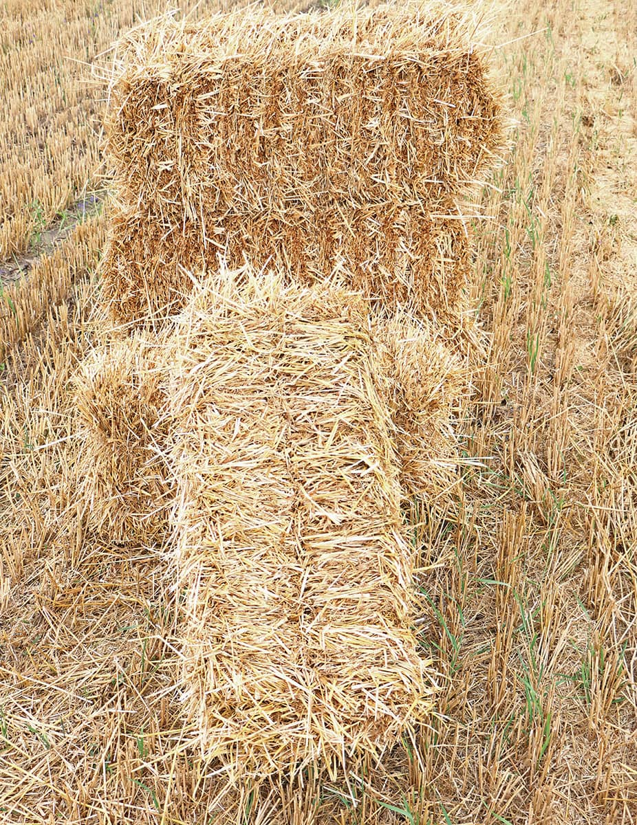 Straw bales have basically zero nutritive value So why would plants grow in - photo 7