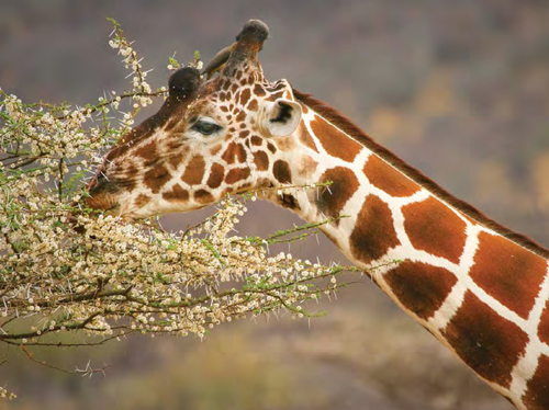 Both this giraffe and the tree it is browsing on are organisms Organisms can - photo 3