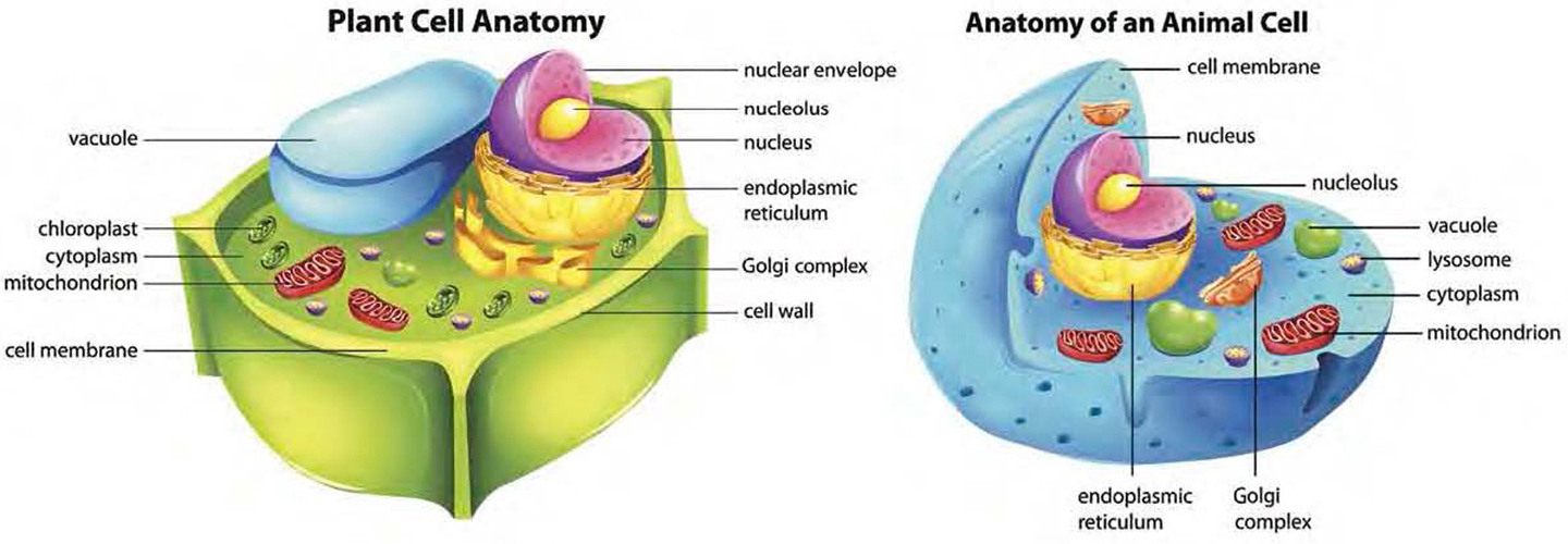 These side-by-side diagrams of a plant cell and an animal cell make it clear - photo 4