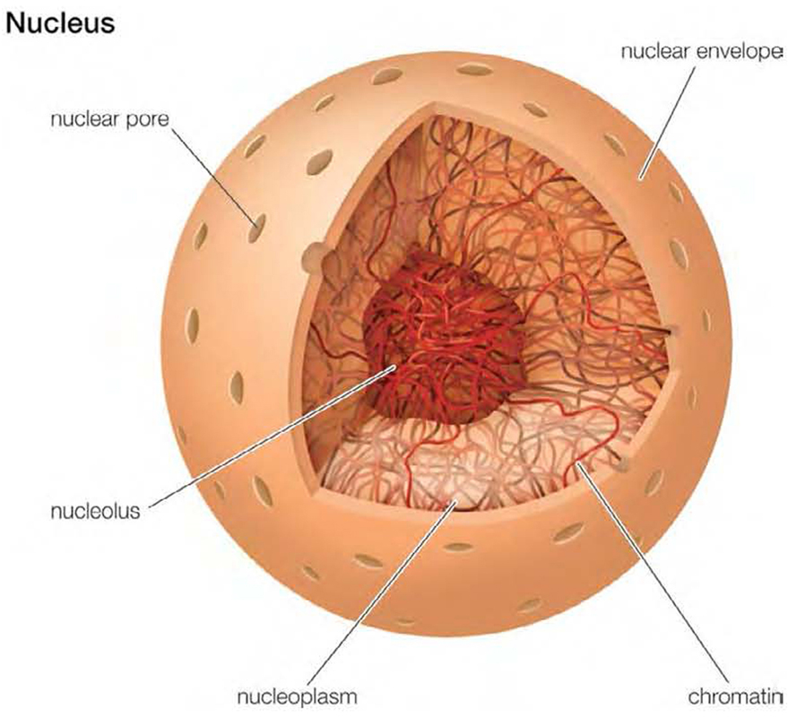 All eukaryotic cells contain a nucleus Inside the nucleus is a syrupy - photo 5