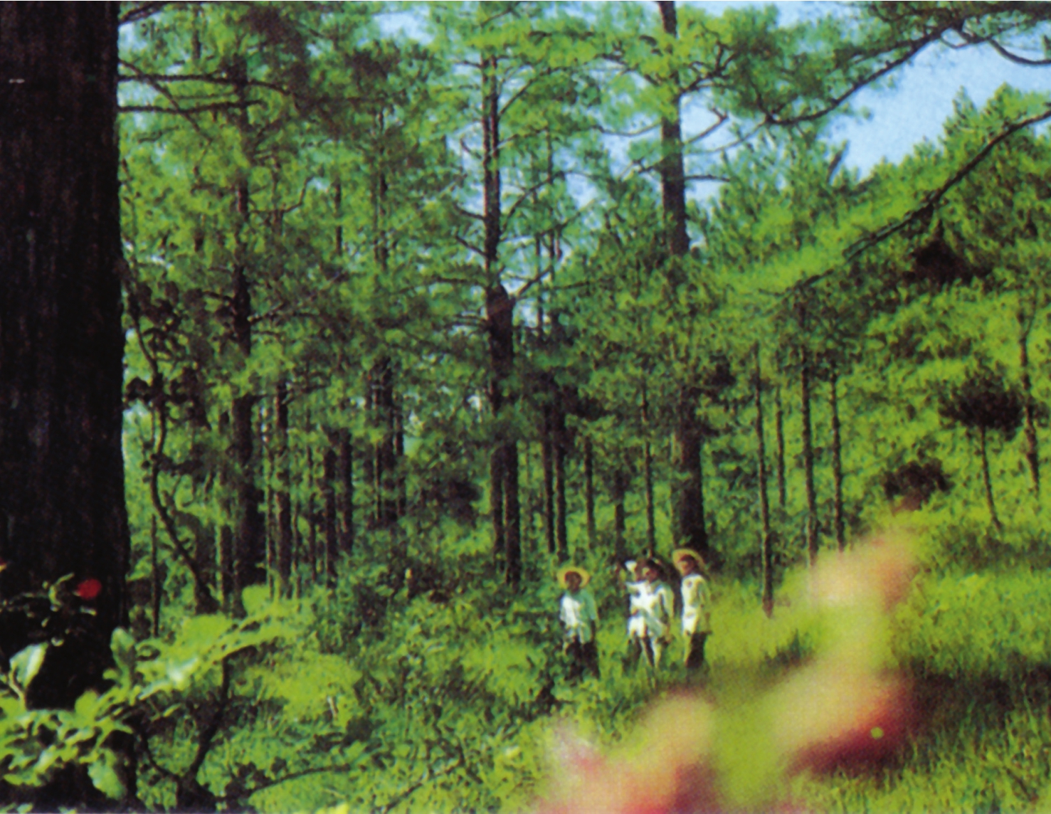 Rich forest resources in Ningde Paddy fields in Ningde Foreword Xiang - photo 10