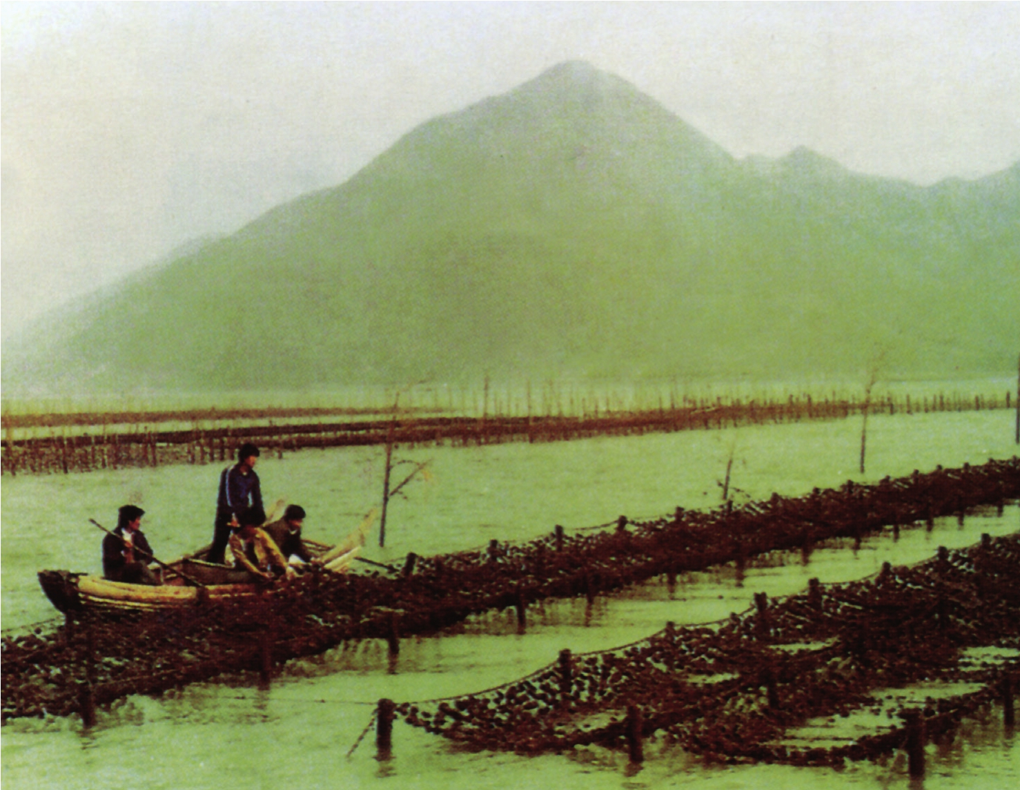 Successful oyster farming using the hanging-net method in Gongyu Village - photo 9