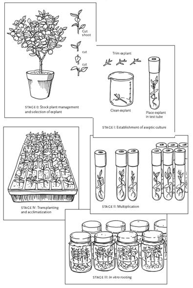 Figure 1-1 The 5 stages of micropropagation 1 Overview Plant tissue culture - photo 4