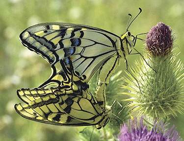 Oregon Swallowtails Papilio machaon oregonia pair Purplish Copper - photo 3