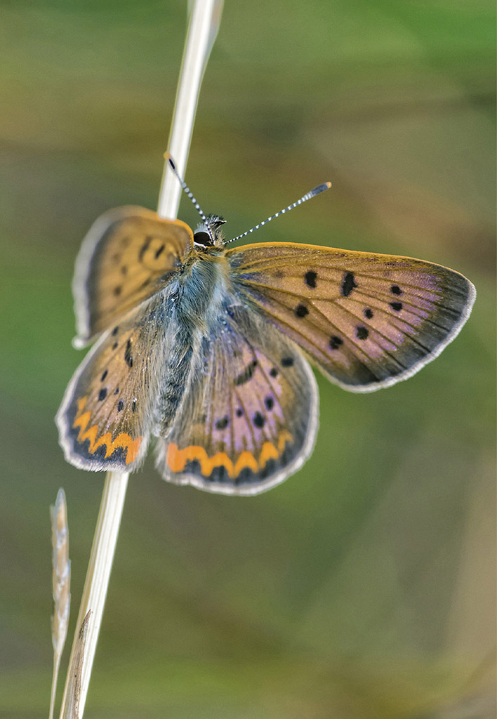 Purplish Copper Lycaena helloides male CONTENTS Lustrous Copper - photo 4