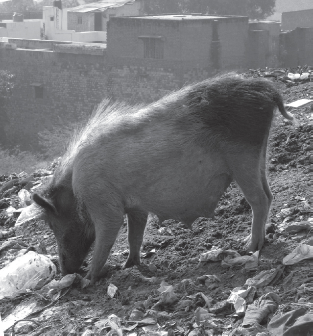 Figure 2 Stray pig scavenging on an urban dump near Agra India It is - photo 2