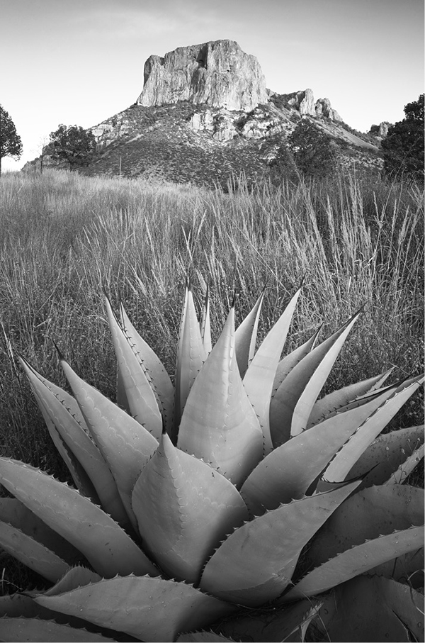 An agave grows below Casa Grande one of the most notable peaks in the Chisos - photo 5