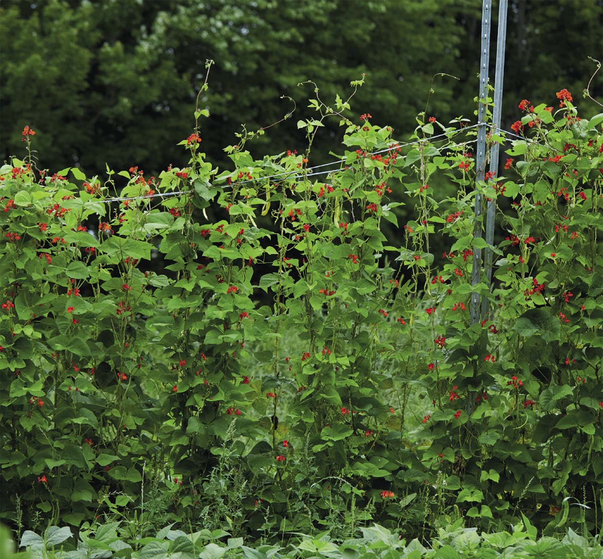 Runner beans add gorgeous color to the garden and a delicious snap to dinner - photo 12