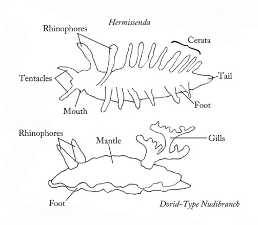 Dendrodorus Her body is black sometimes with cream or white spots Her - photo 3