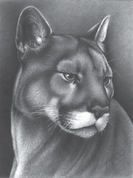 PANTHER Graphite on smooth bristol 12 9 30cm 23cm For information - photo 2