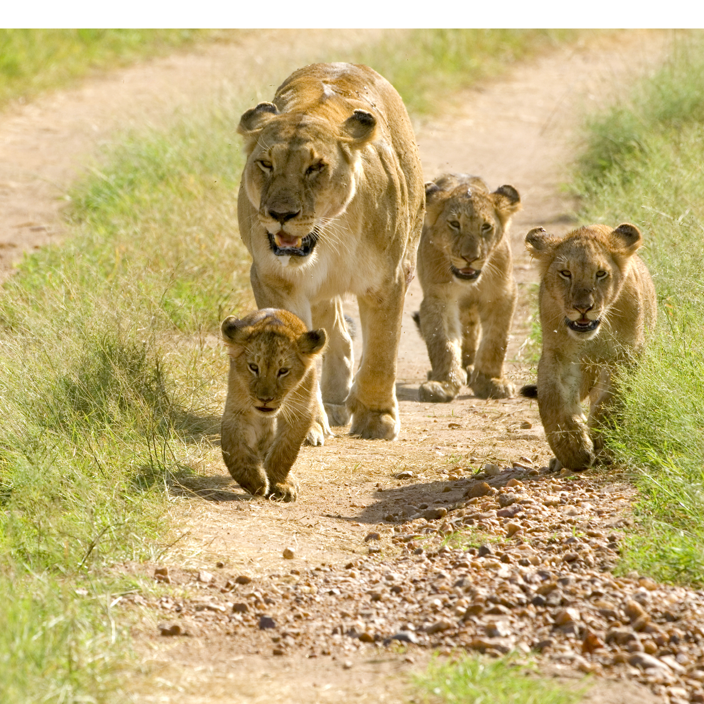 Whats your favorite thing about lions Glossary Cub A baby lion - photo 20