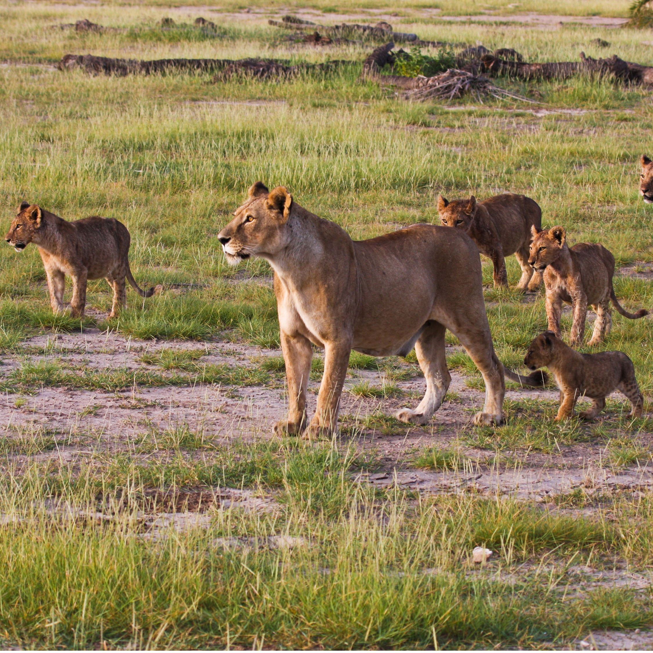 Lions are the most social of all wild cats A lion family is called a pride - photo 9