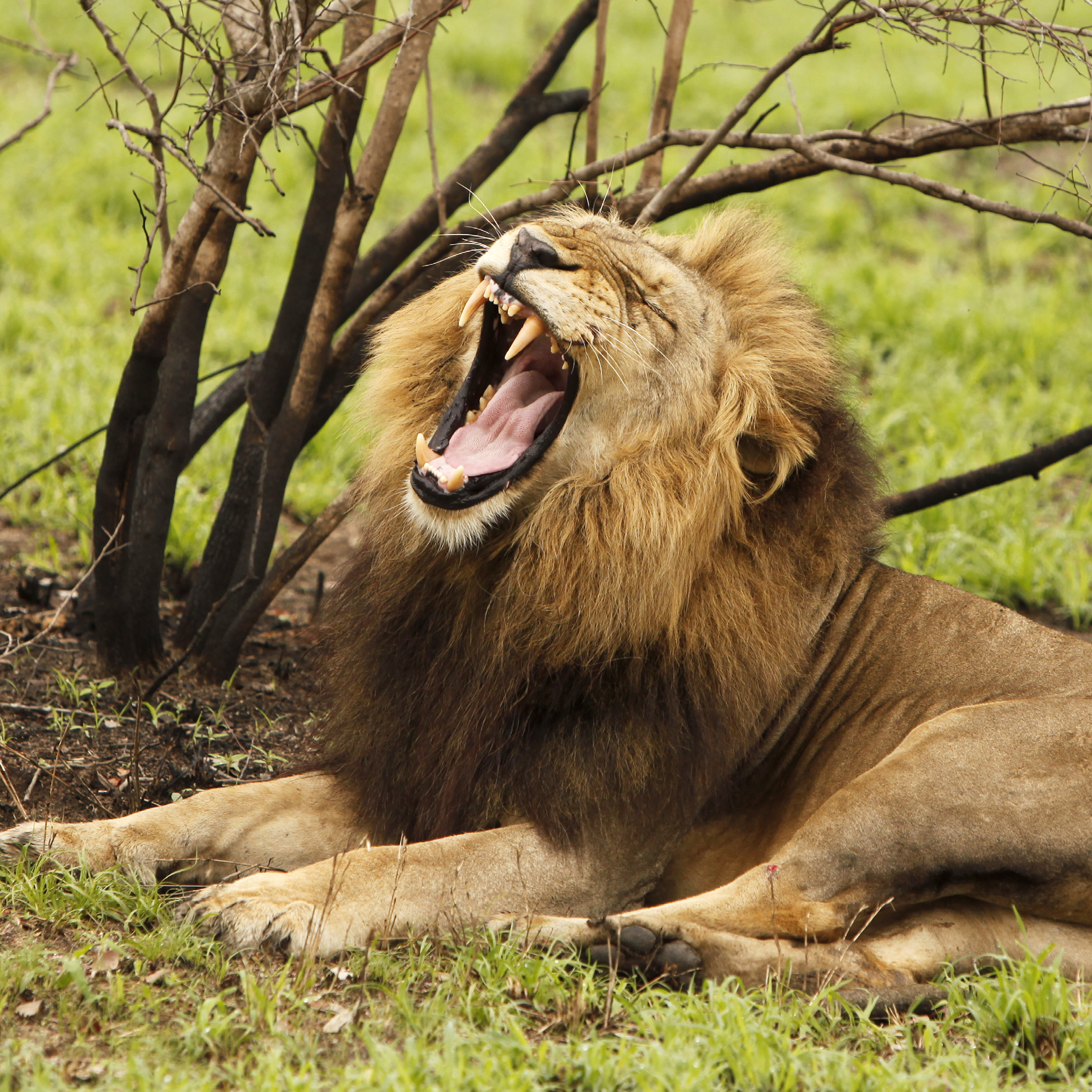 Lions show how much they like each other by licking and head rubbing They are - photo 10