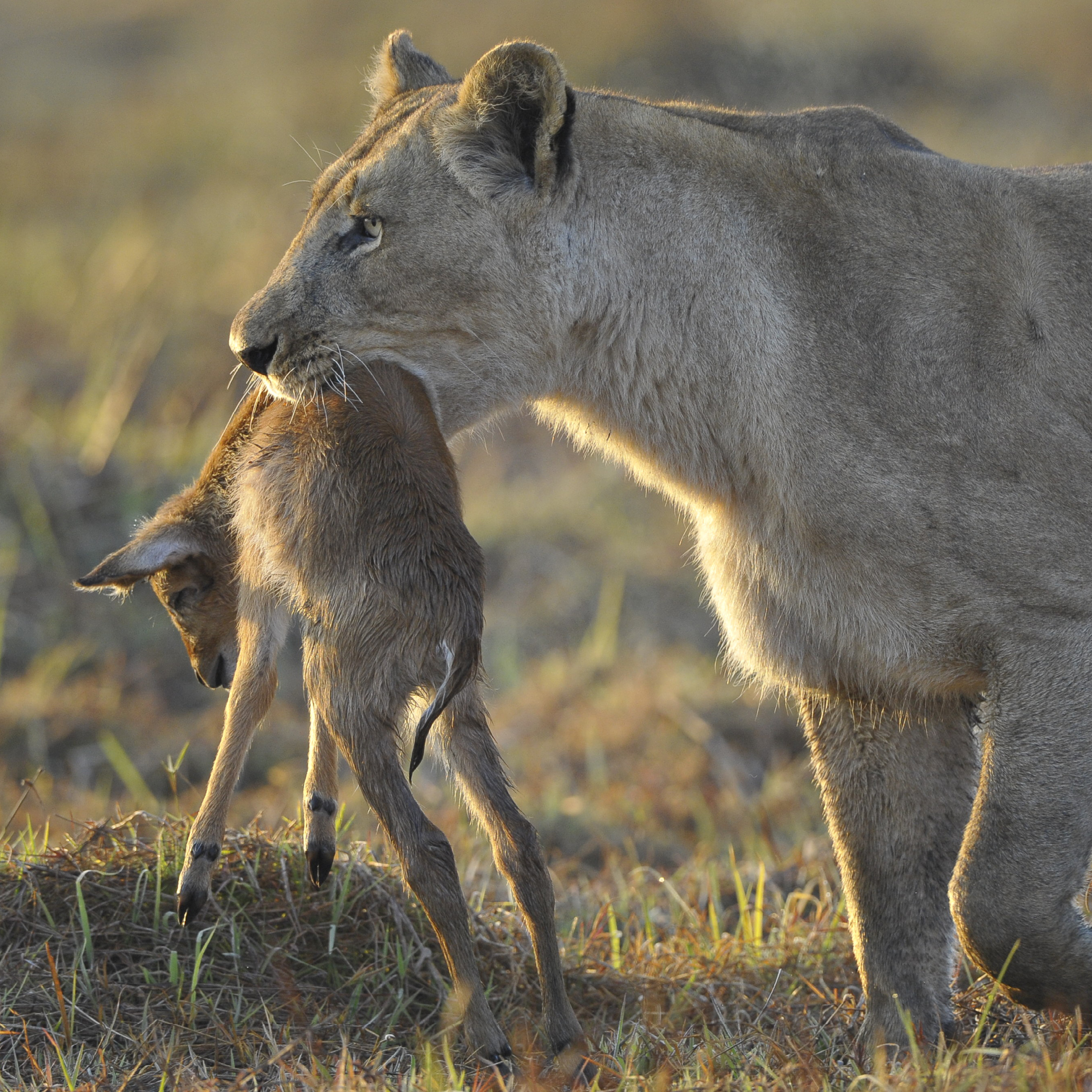 Lions usually hunt in groups They love to eat large mammals like wildebeast - photo 15