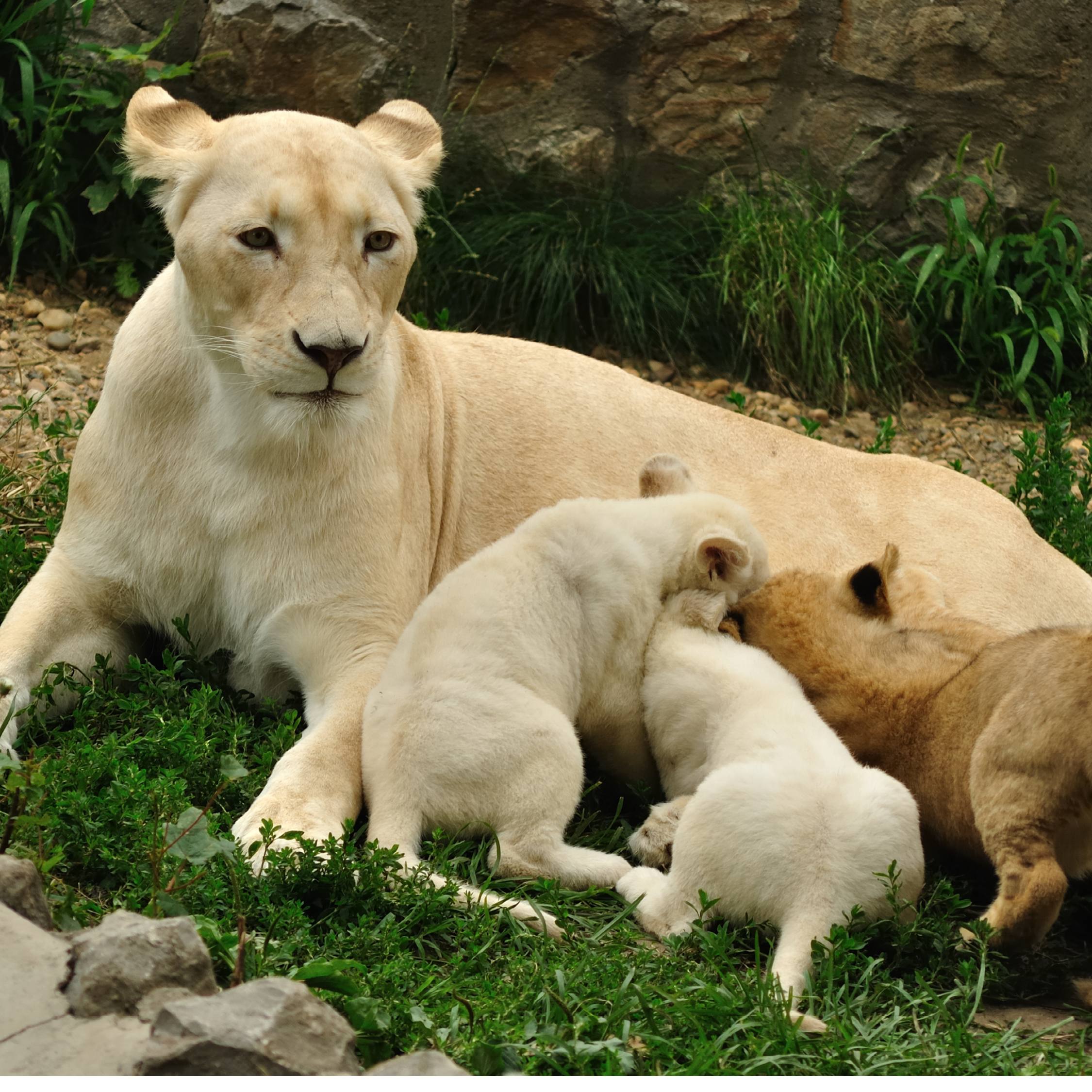 Do You Remember How long will a lion cub need to drink its mothers milk - photo 14