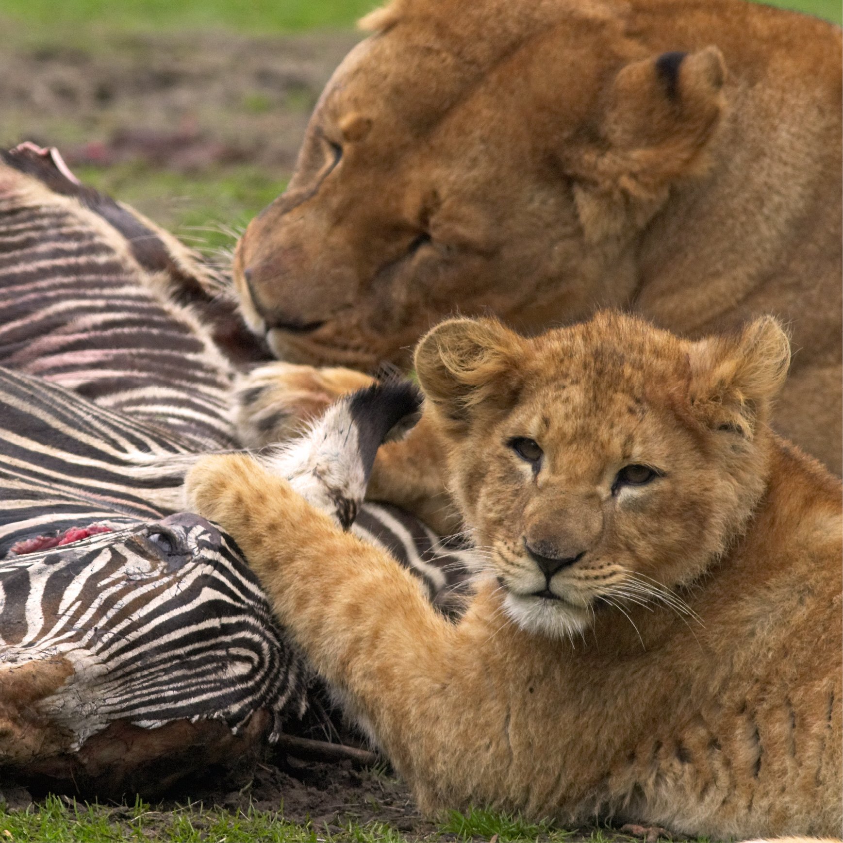 One lion can eat up to 88 pounds of food in one meal Thats like 264 - photo 17