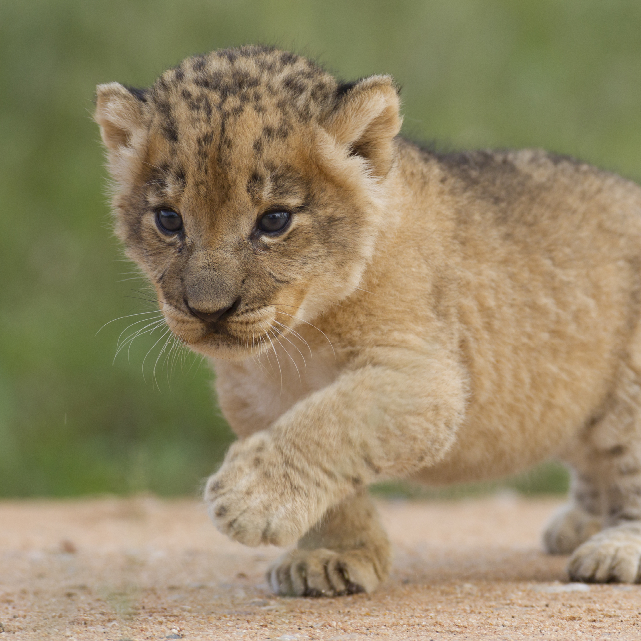 Adult lions are mostly golden colored Lion cubs are born with brown spots - photo 12