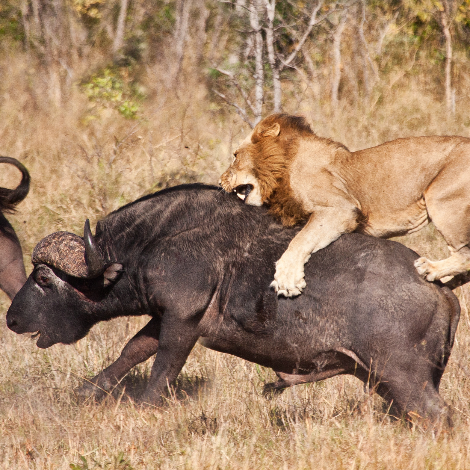 Male lions will join the hunt only when the prey is too large for the lionesses - photo 16