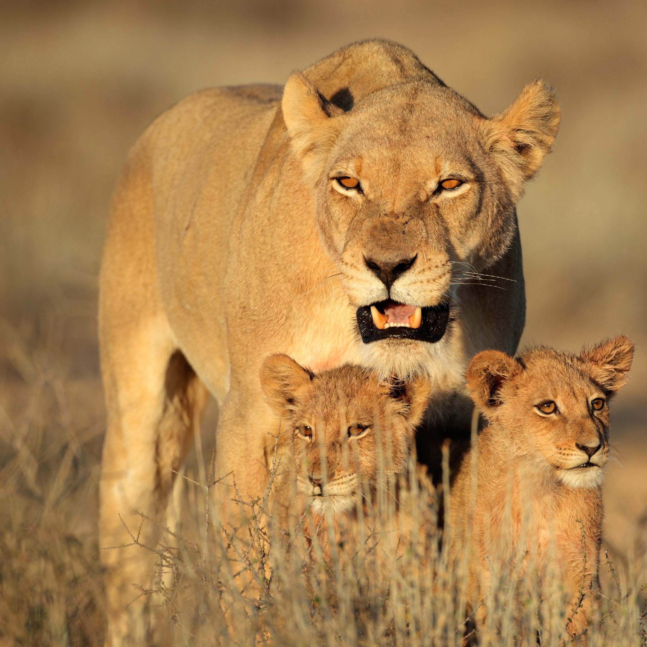 When lion cubs are born they need lots of help Since they cannot defend - photo 11