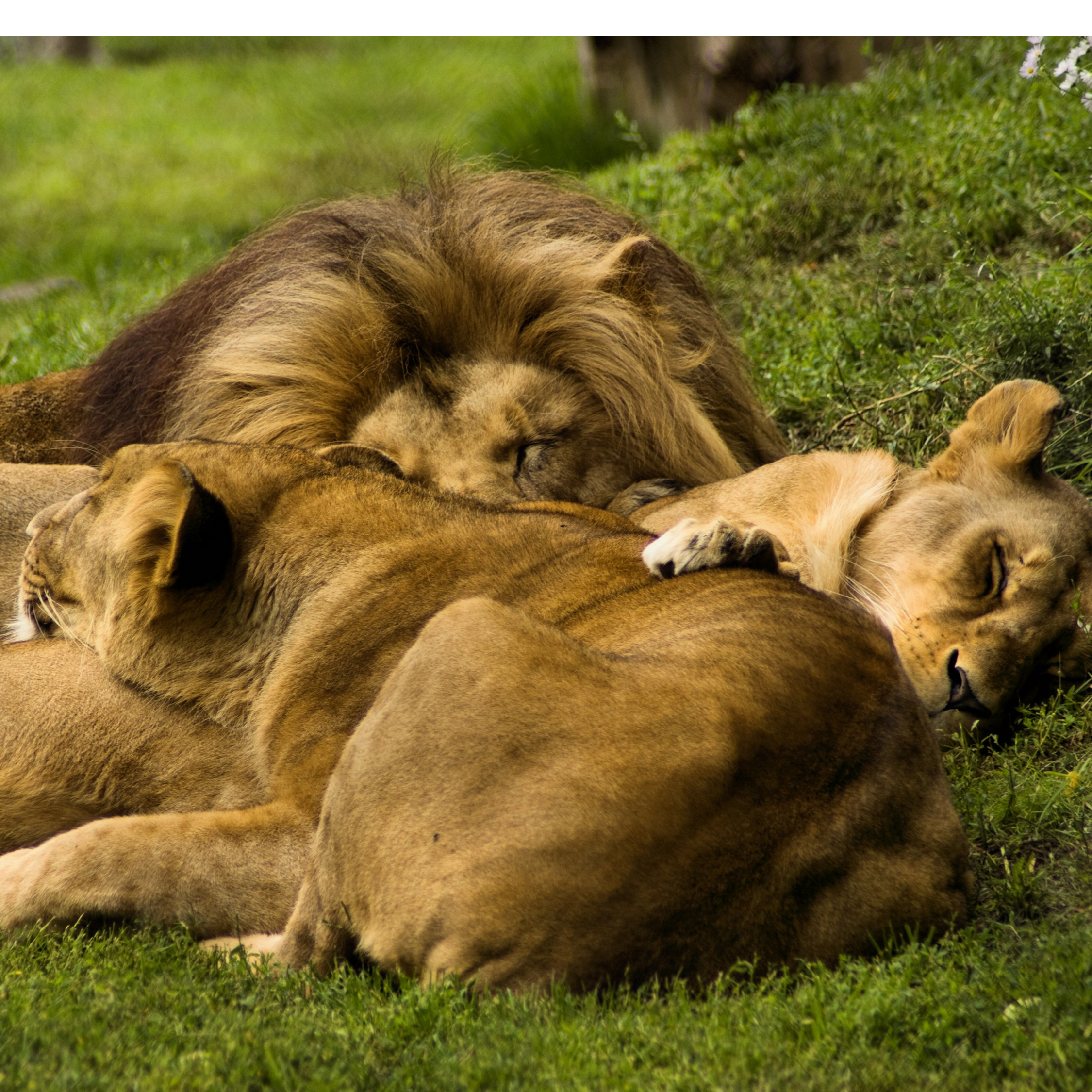 My favorite thing about lions is even though they need to hunt and play they - photo 19