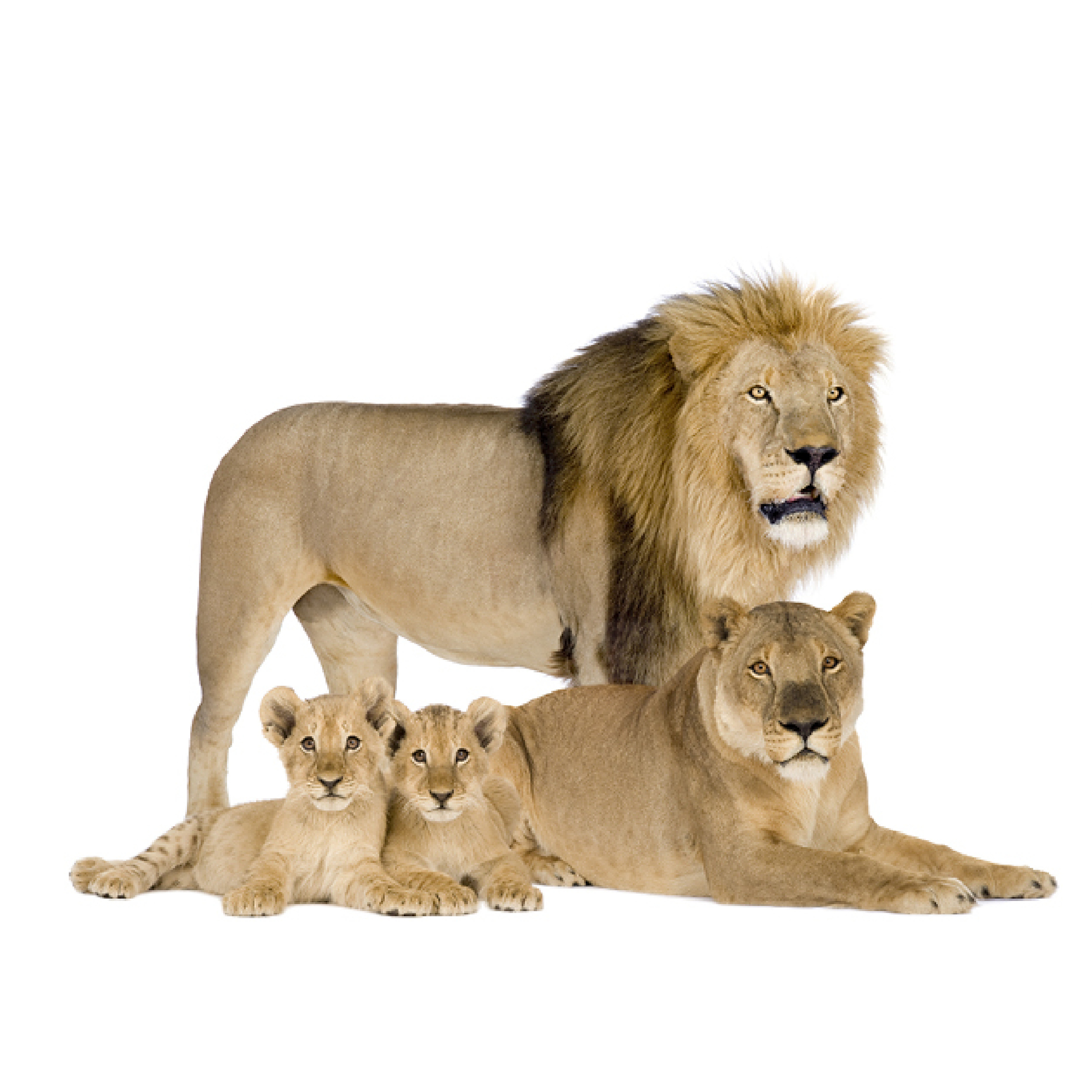 My favorite animals are lions Would you like to learn about them Lions are - photo 3