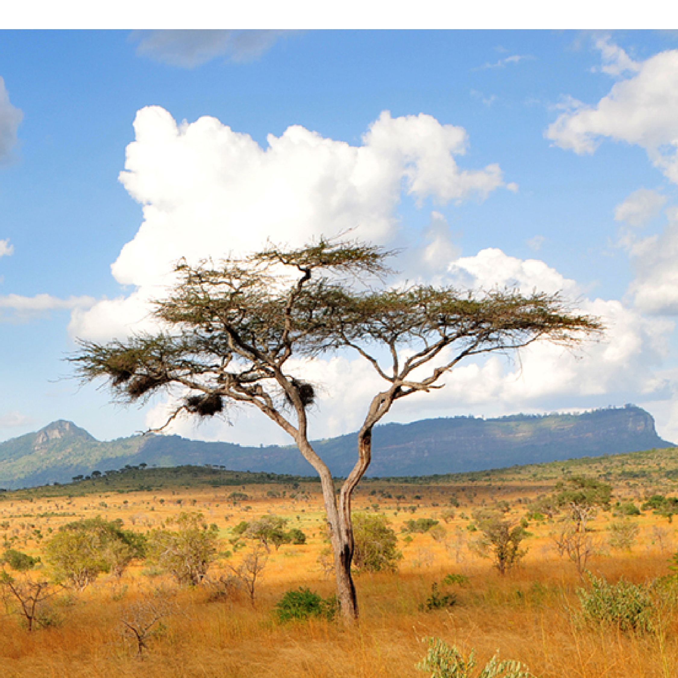 Lions are big cats that mostly live in the African savannah and grasslands - photo 4