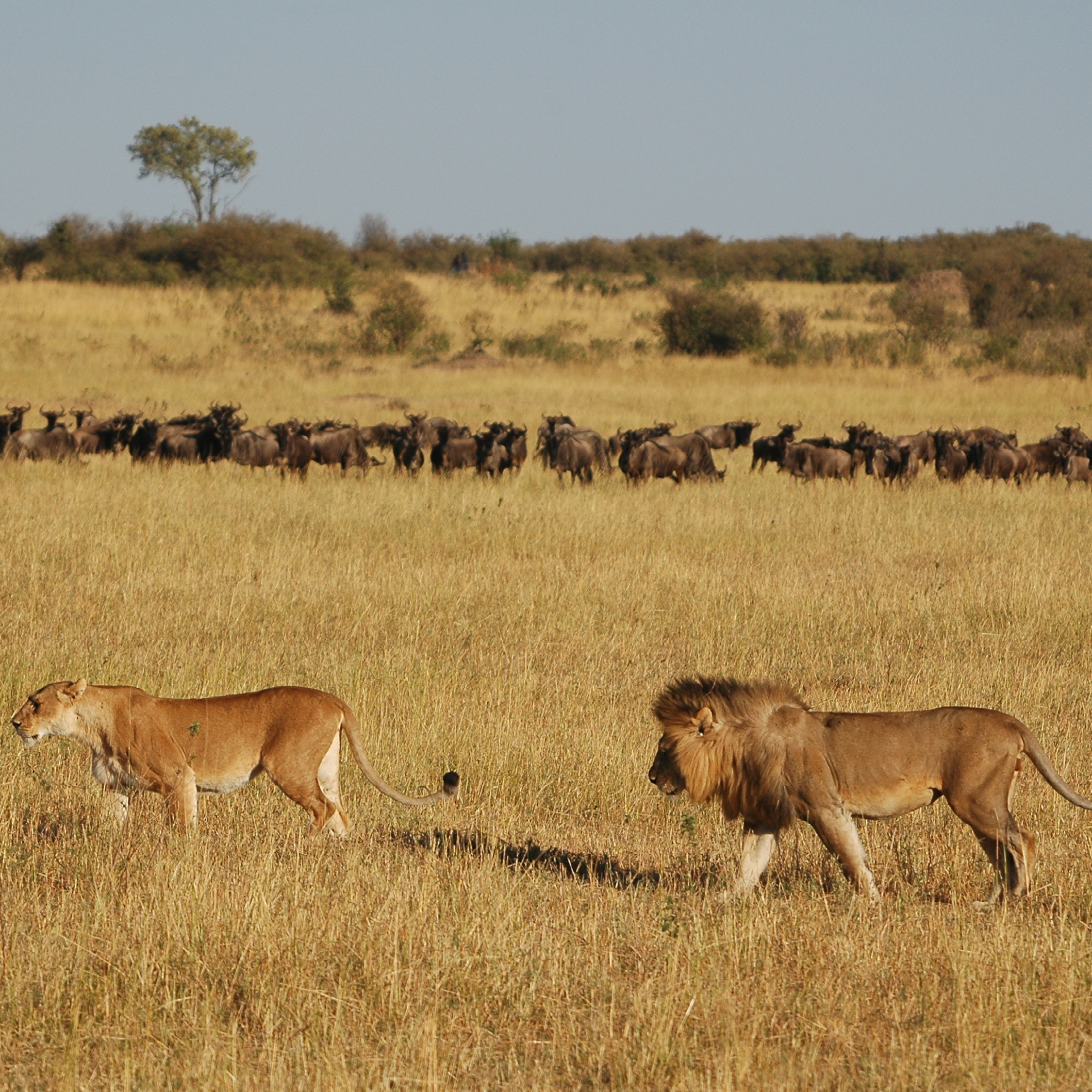 Most lions are around three feet tall Lions grow between 5 and 7 feet long - photo 7