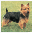 Learn the requirements of a well-bred Australian Terrier by studying the - photo 4