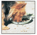 Cover the specifics of taking care of your Australian Terrier every day - photo 6