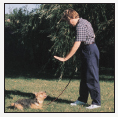 Begin with the basics of training the puppy and adult dog Learn the principles - photo 7