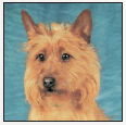 Know when to consider your Australian Terrier a senior and what special needs - photo 9