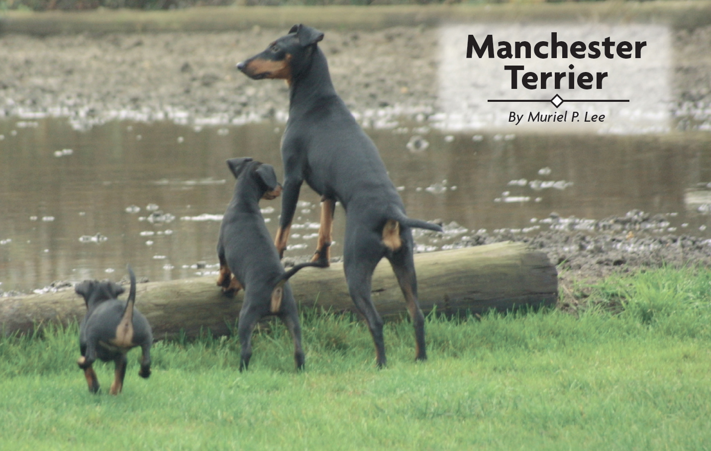 Contents Learn about one of the oldest of all British dogs the Manchester - photo 2