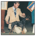 Learn about one of the oldest of all British dogs the Manchester Terrier - photo 3