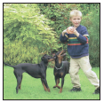 Is the Manchester Terrier the right dog for you Inquire about all the - photo 4