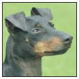 Learn the requirements of a well-bred Manchester Terrier by studying the - photo 5