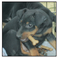 Find out about how to locate a well-bred Manchester Terrier puppy Discover - photo 6