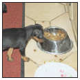 Cover the specifics of taking care of your Manchester Terrier every day - photo 7